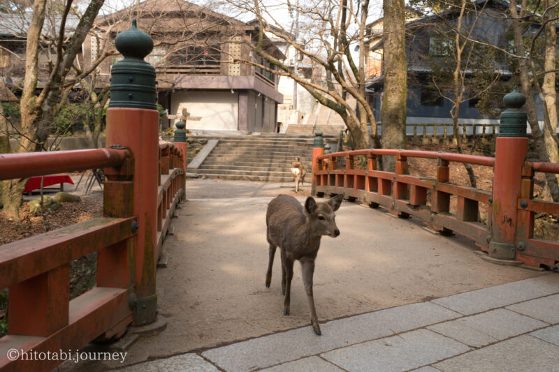朱色の橋と鹿