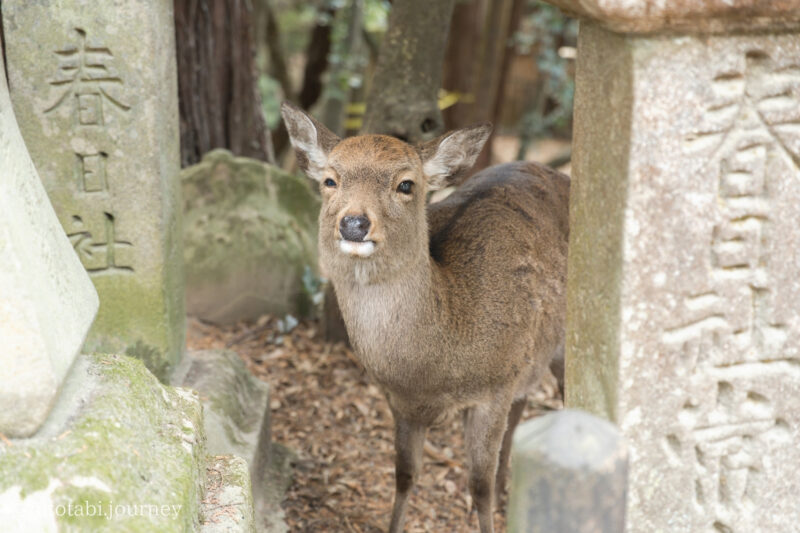 春日大社参道の鹿