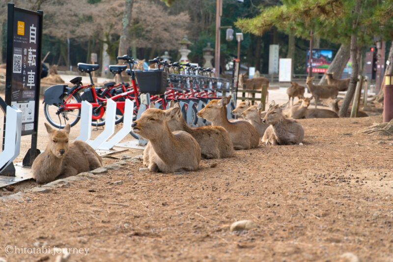 奈良公園に佇む鹿たち
