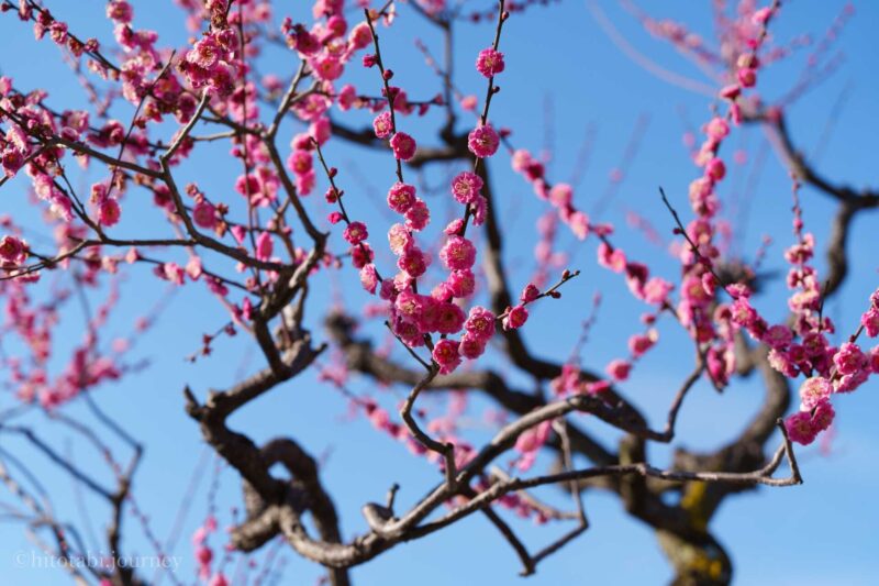 綺麗な梅の開花