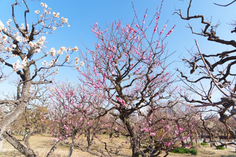 引きで撮った梅の花
