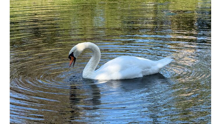 松本城の近くの池で泳ぐ白鳥