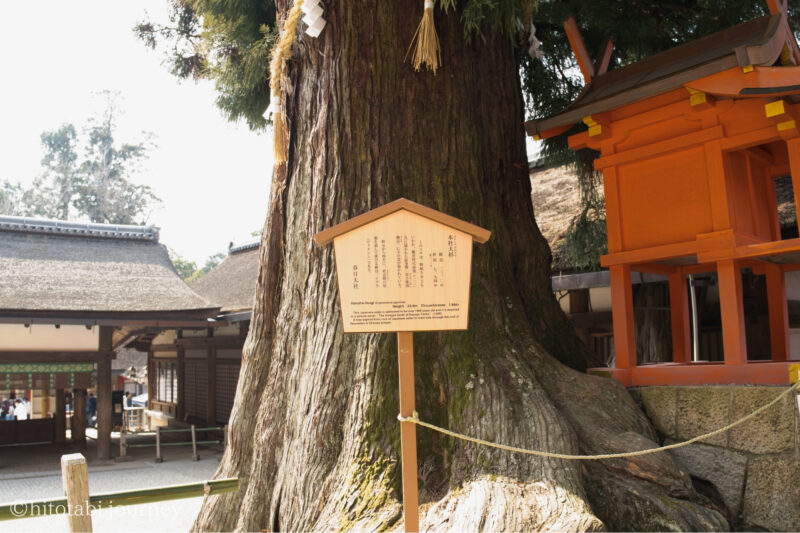 春日大社前の本社大杉